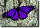 purple butterfly