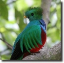 quetzal