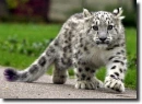 snowpanther