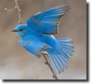 mountain blue bird