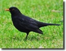 blackbird