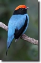 blue manakin