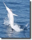albino blue marlin