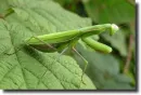 praying mantis