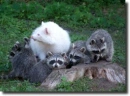 albino raccoon
