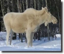 albino moose