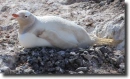 albino penguin