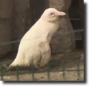 albino penguin