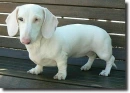 albino dachsund