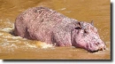 albino hippopotamus