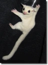albino sugar squirrel