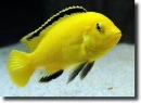 gold perch
