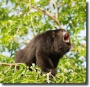 brown howler
