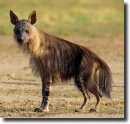 brown hyena