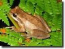 brown tree frog
