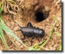 black cicada