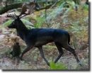 black deer