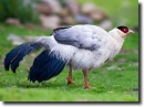 white eared pheasant