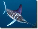 white marlin