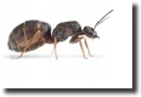 black ant