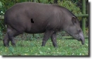 grey tapir