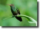 green hummingbird