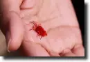 red barnacle