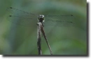 black dragonfly