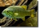black perch