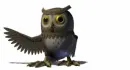 owl