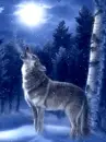 wolf