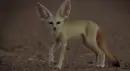 fennec
