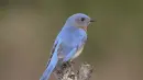 blue bird