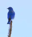 blue bird