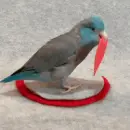 parrot with heart