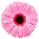 pink gerbera