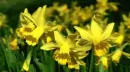 daffodils
