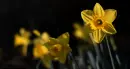 daffodils