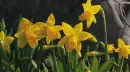 daffodils