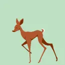 deer
