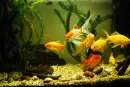 color fishes