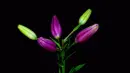 lily