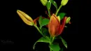 lily
