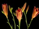 lilies
