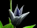 blue flower