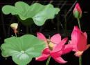 lotus flower