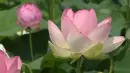 lotus flower