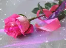 pink rosa