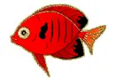 red fish