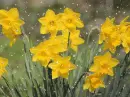 yellow daffodil